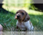 Small #5 Dachshund