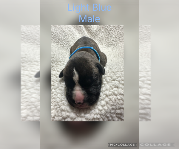 Medium Photo #2 Boxer Puppy For Sale in RALEIGH, NC, USA