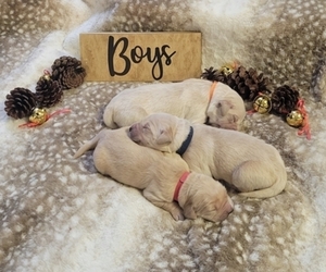 English Cream Golden Retriever Puppy for sale in CHAMPAIGN, IL, USA