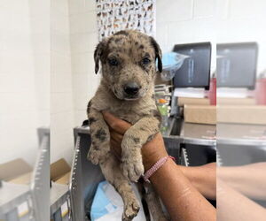 Mutt Dogs for adoption in San Bernardino, CA, USA