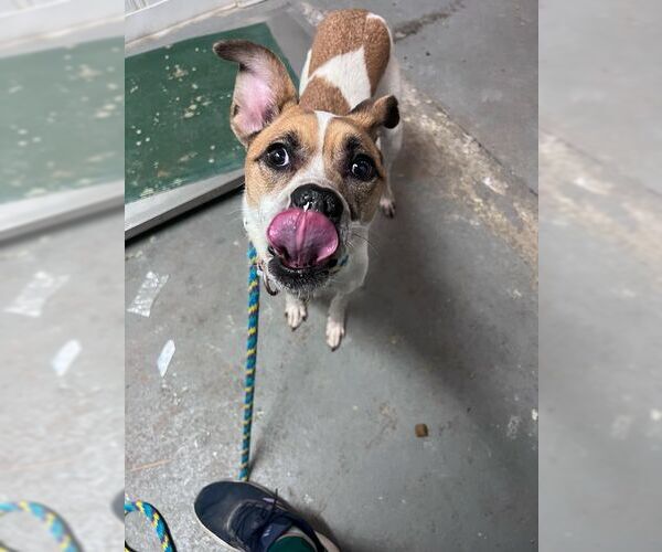 Medium Photo #5 Shepradors Puppy For Sale in Lewistown, PA, USA