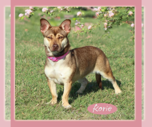 Pembroke Welsh Corgi-Unknown Mix Dogs for adoption in Cranston, RI, USA