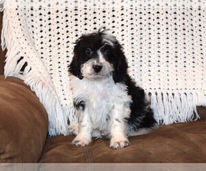 Cavapoo Puppy for sale in BARNESVILLE, KS, USA