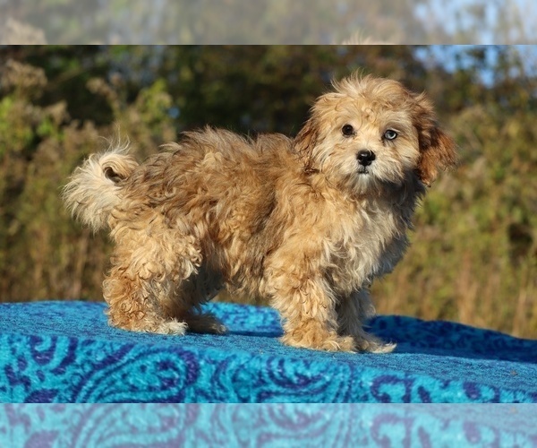 Medium Photo #33 ShihPoo Puppy For Sale in DYERSBURG, TN, USA
