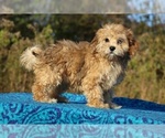 Small #32 ShihPoo