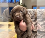 Small #24 Labrador Retriever