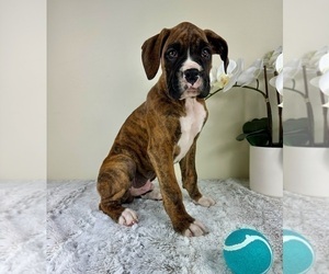 Boxer Puppy for sale in GREENFIELD, IN, USA