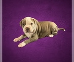 Puppy Puppy 6 American Bully