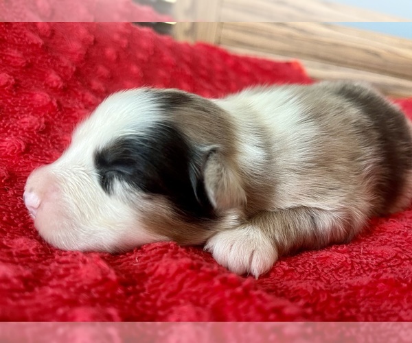 Medium Photo #5 Australian Shepherd Puppy For Sale in LODA, IL, USA