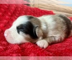 Small #4 Australian Shepherd