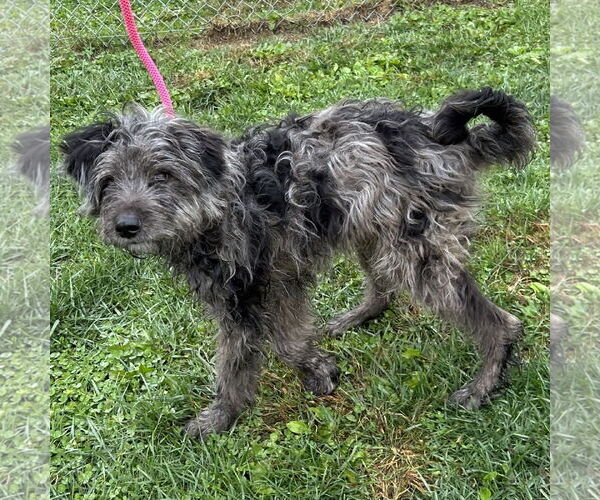 Medium Photo #2 Labrador Retriever-Unknown Mix Puppy For Sale in Batavia, OH, USA