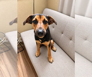 Bowie -  (Courtesy Post) Foster or Adopt Me! - Male German Shepherd Dog-Unknown Mix Dog for Adoption - Photo #2