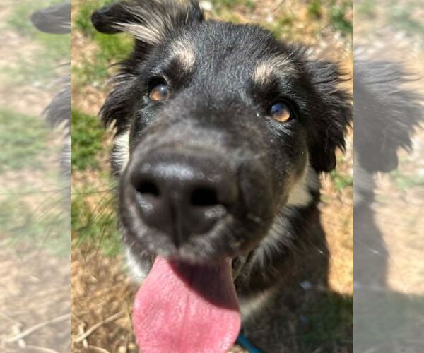 Medium Photo #4 Pyrenees Husky Puppy For Sale in Cookeville, TN, USA