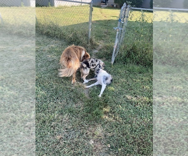 Medium Photo #7 Border Collie Puppy For Sale in FREEMAN, MO, USA