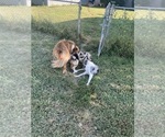 Small #6 Border Collie
