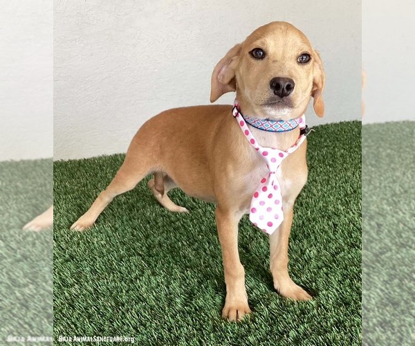 Medium Photo #2 Cheagle Puppy For Sale in San Diego, CA, USA