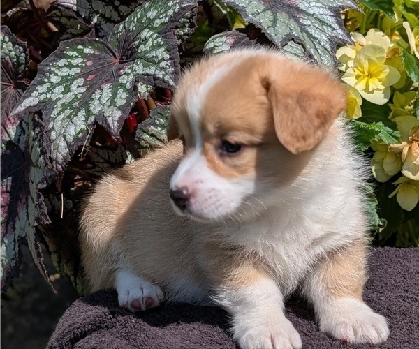 Medium Photo #49 Pembroke Welsh Corgi Puppy For Sale in GOSHEN, IN, USA