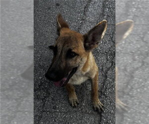 German Shepherd Dog-Unknown Mix Dogs for adoption in Houston, TX, USA