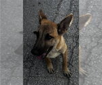 Small German Shepherd Dog Mix