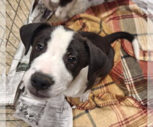 BooBoo - Male Border Collie-Unknown Mix Dog for Adoption - Photo #2