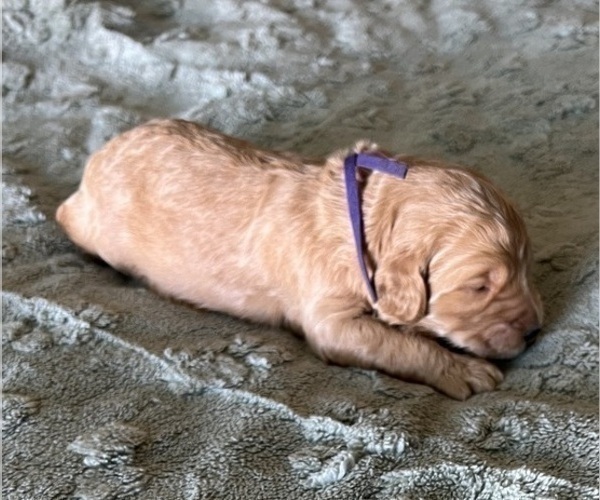 Medium Photo #60 Goldendoodle Puppy For Sale in PHOENIX, AZ, USA