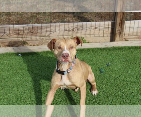 Medium Photo #16 Mutt Puppy For Sale in Chestertown, MD, USA