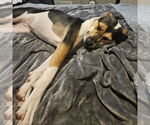 Small Photo #11 American Staffordshire Terrier-Unknown Mix Puppy For Sale in Princeton, MN, USA