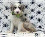 Small Photo #14 Aussiedoodle Miniature  Puppy For Sale in LAKELAND, FL, USA