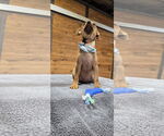Small #3 American Pit Bull Terrier Mix
