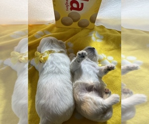 Shikoku-Shorkie Tzu Mix Puppy for sale in KINGSPORT, TN, USA