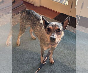 Mutt Dogs for adoption in Garden City, NY, USA