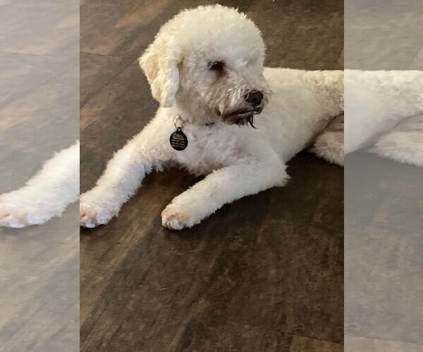 Medium Photo #7 Bichon Frise-Unknown Mix Puppy For Sale in Rootstown, OH, USA