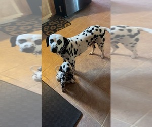 Mother of the Dalmatian puppies born on 12/25/2022