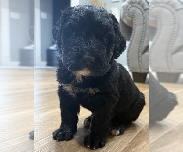 Medium Photo #1 Bernedoodle Puppy For Sale in BROWNSTOWN, IN, USA