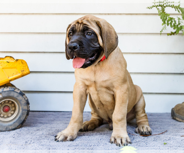 Medium Photo #62 Mastiff Puppy For Sale in WAKARUSA, IN, USA