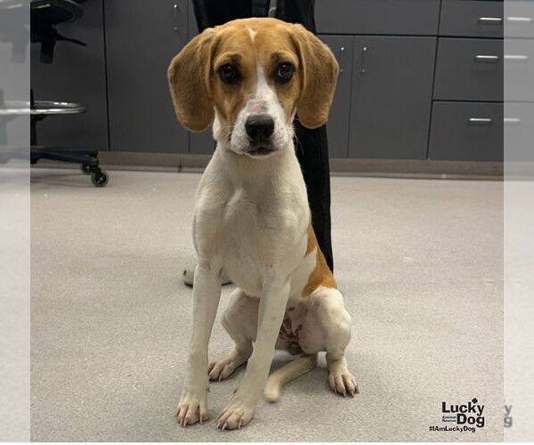 Medium Photo #2 Beagle-Unknown Mix Puppy For Sale in Washington, DC, USA