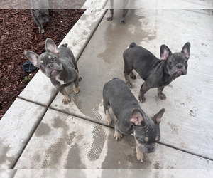 French Bulldog Dogs for adoption in LAS VEGAS, NV, USA