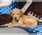 Small #4 Goldendoodle-Poodle (Standard) Mix
