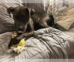 Small #9 American Pit Bull Terrier Mix