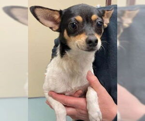 Chihuahua-Unknown Mix Dogs for adoption in Woodbury, NY, USA