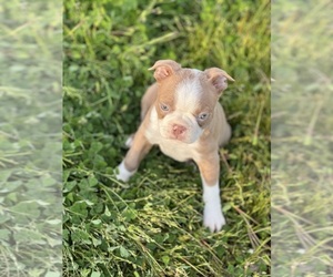 Boston Terrier Puppy for Sale in MADERA, California USA