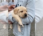 Small Photo #15 Labrador Retriever Puppy For Sale in AMBOY, WA, USA