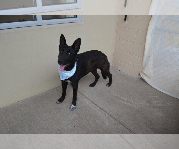 Medium Photo #1 German Shepherd Dog-Unknown Mix Puppy For Sale in McKinney, TX, USA