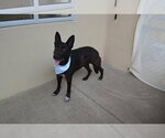Small German Shepherd Dog Mix