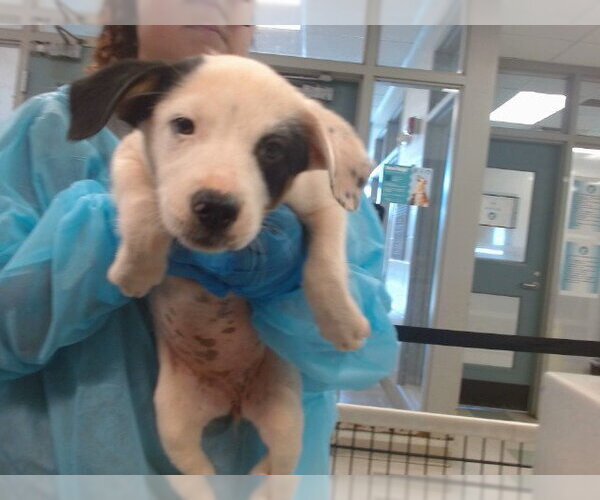 Medium Photo #1 Mutt Puppy For Sale in Oklahoma City, OK, USA