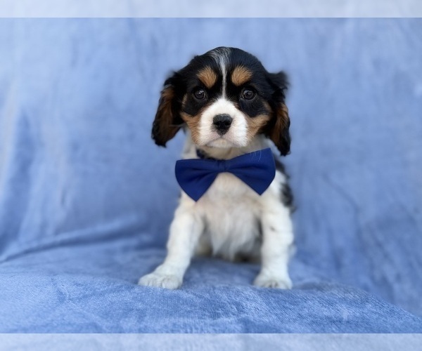 Medium Photo #5 Cavalier King Charles Spaniel Puppy For Sale in LAKELAND, FL, USA