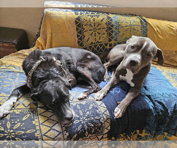 Medium Photo #8 American Bulldog-Unknown Mix Puppy For Sale in Minneapolis, MN, USA