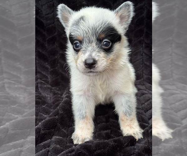 Medium Photo #1 Australian Cattle Dog Puppy For Sale in STATE ROAD, NC, USA