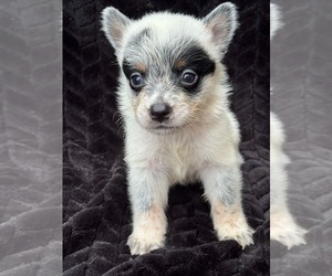 Australian Cattle Dog Puppy for sale in STATE ROAD, NC, USA