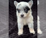 Small Australian Cattle Dog